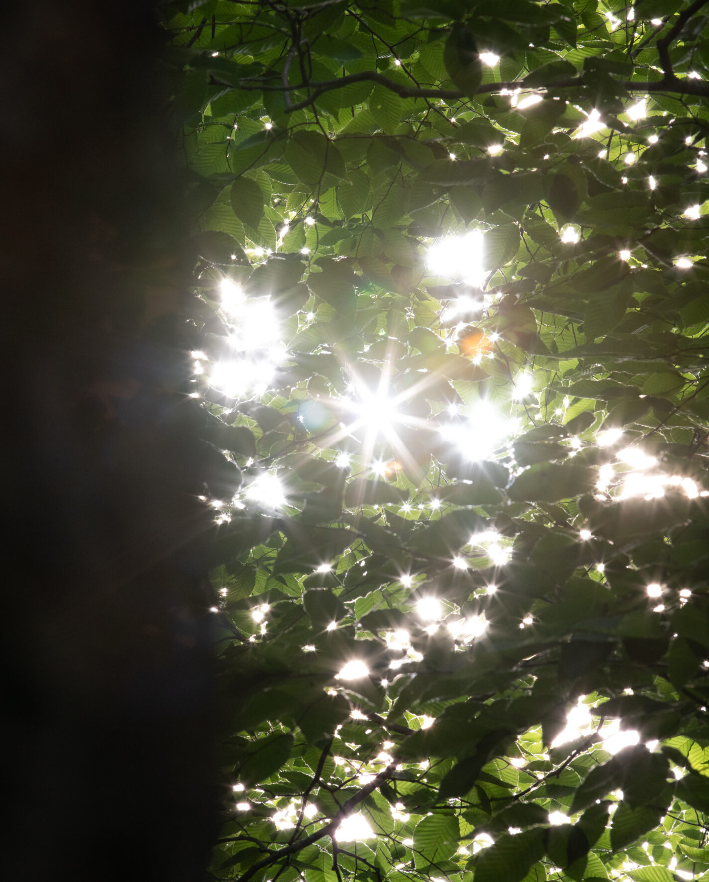 KARAKUL0425-712×885@2x